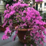 Azalea