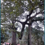 albero_sospeso