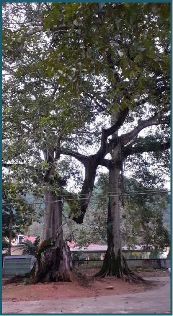 albero_sospeso