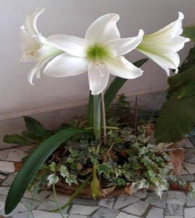 amarillis