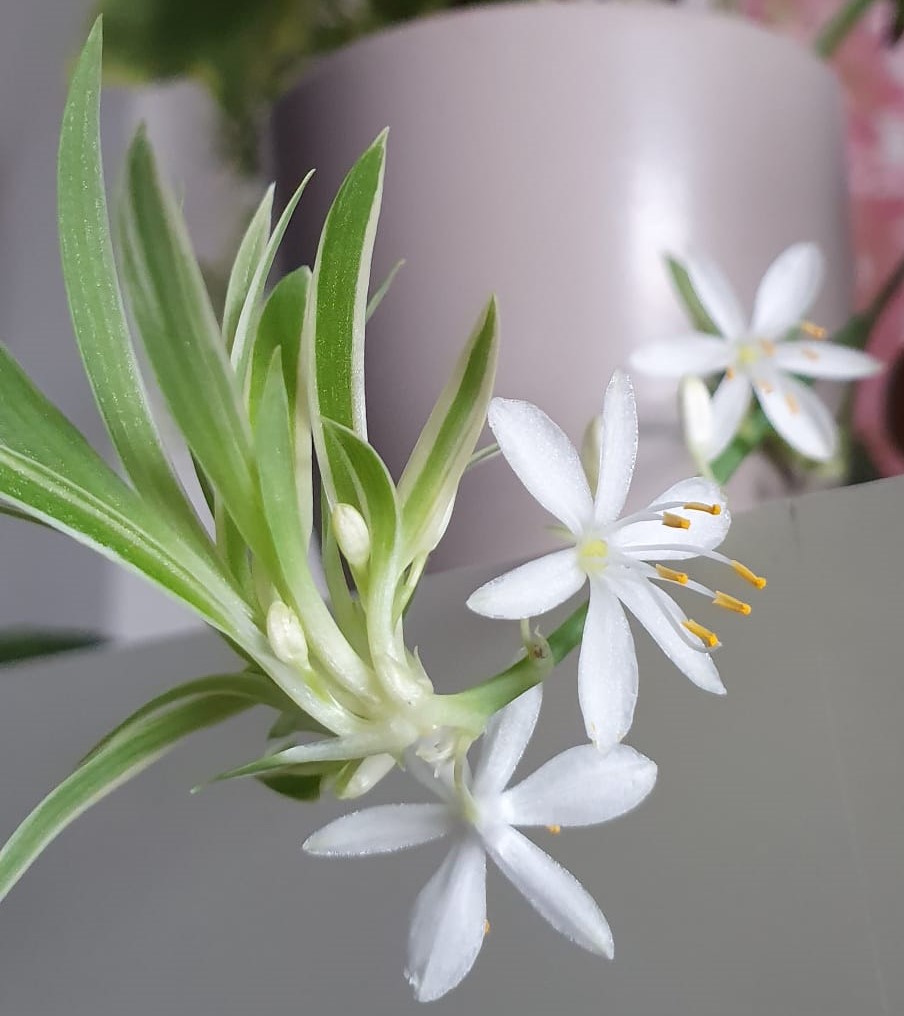 fiori bianchi
