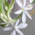 fiori bianchi 01
