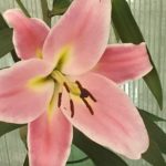 rosa terrazzo