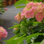 piante verdi terrazzo