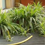 piante verdi terrazzo