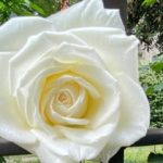 rosa bianca