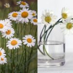 fiori