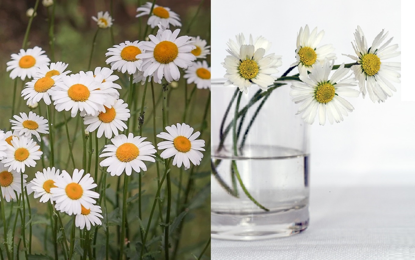 fiori